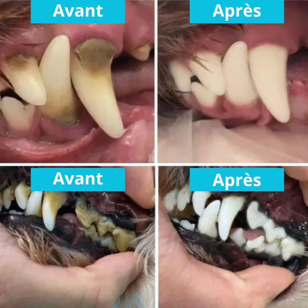 Raukner Sourire Animal 2.0