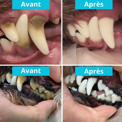Raukner Sourire Animal 2.0